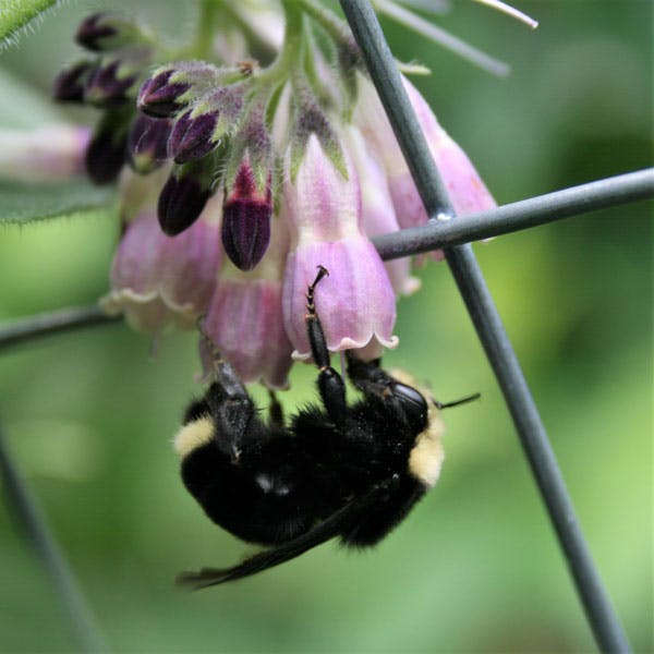 bumblebee Eugene Oregon