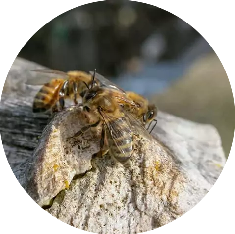 honey bees eugene oregon